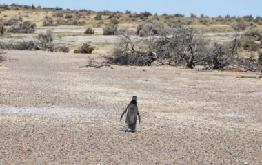 Global warming catastrophic 3.3 C