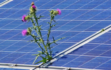 Cyprus halts solar power licensing environmental