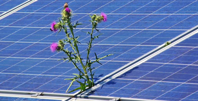 Cyprus halts solar power licensing environmental