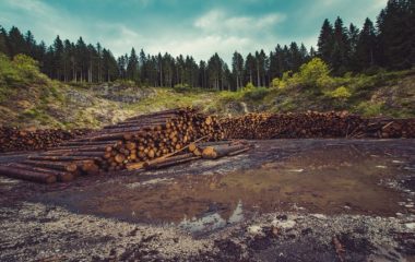 deforestation-trees-wood-logging-biomass.