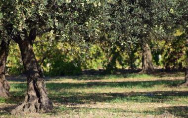 Cooperative Croatia biomass power plant olive tree waste