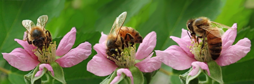 World Bee Day help most important pollinators