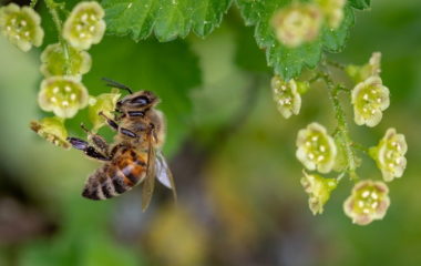 World Bee Day how to help most important pollinators