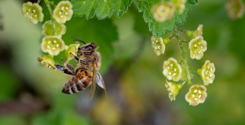 World Bee Day how to help most important pollinators