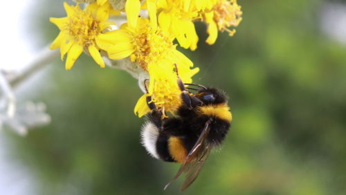 help most important pollinators
