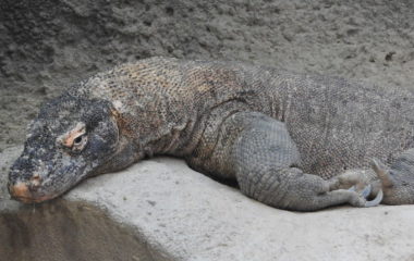 40 000 species IUCN Red List threatened extinction