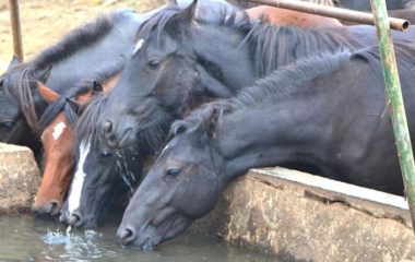 horses-water-shortage-suva-planina