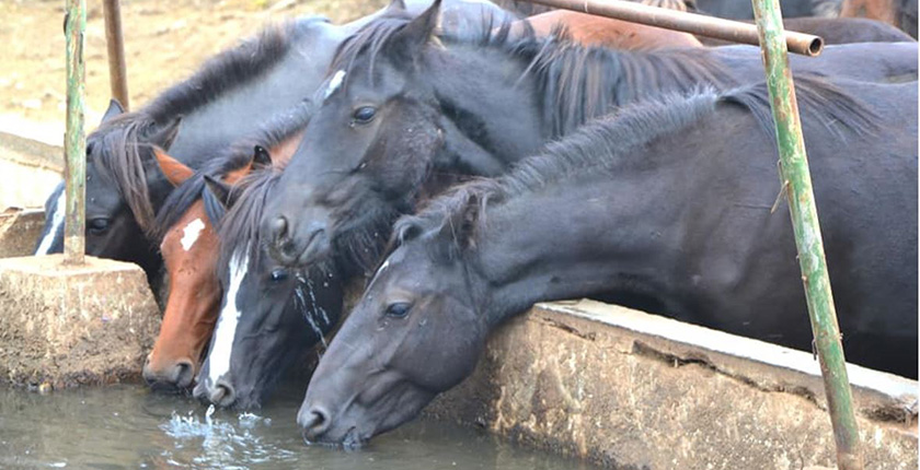 horses-water-shortage-suva-planina