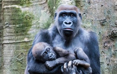 World Wildlife Day 2022 gorilla wwf