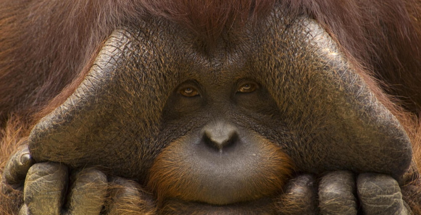 World Wildlife Day bornean orangutan wwf