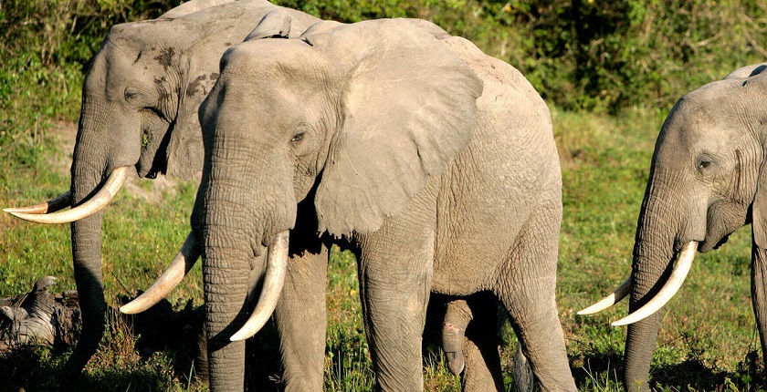 World-Wildlife-Day-forest-elephant-wwf.jpg