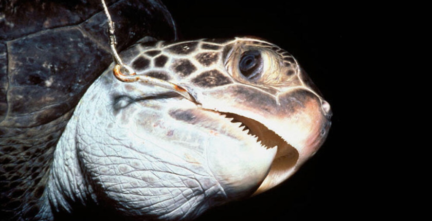 World-Wildlife-Day-hawskbill-wwf