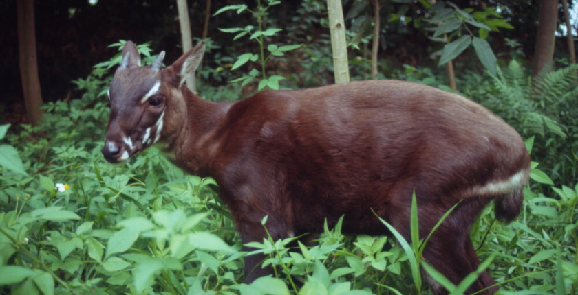 World Wildlife Day saola wwf