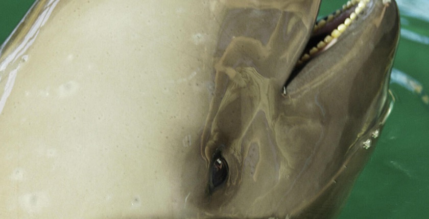 World-Wildlife-Day-yangtze-finless-porpoise-dolphin-wwf