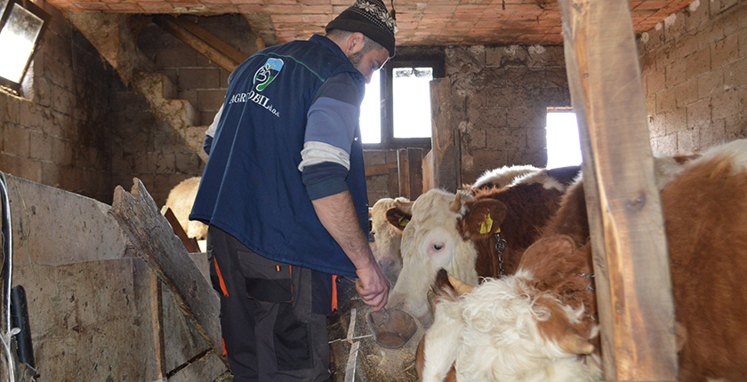 Dragan-feeding-cows-lithium-mining