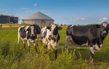 Turkey biomethane animal waste natural gas imports