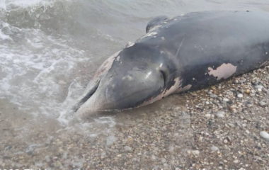 Small whale dies Greek waters swallowing plastic