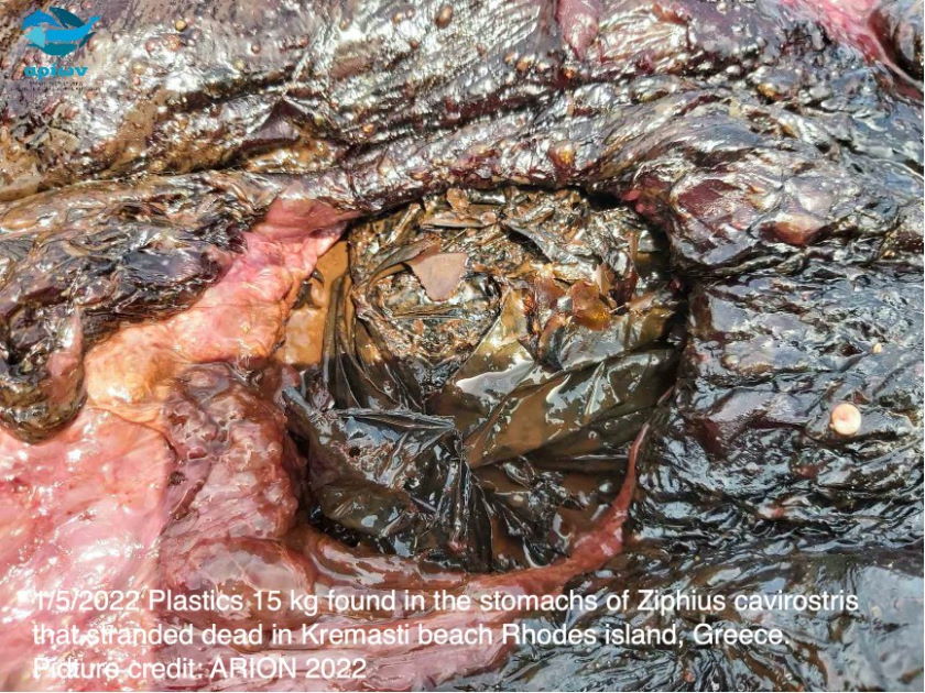 Small whale dies in Greek waters swallowing plastic