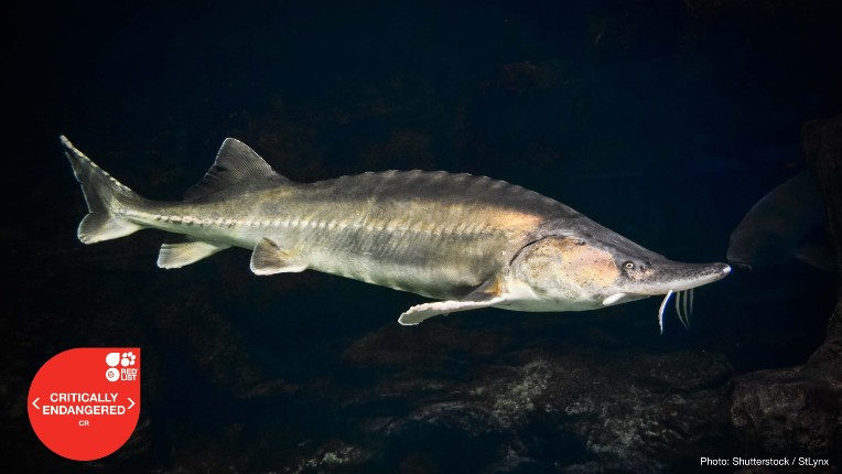 IUCN Red List 2022 sturgeon