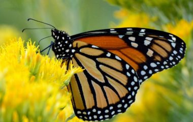 Monarch butterfly IUCN Red List 2022
