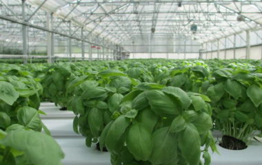 Turkey one third world geothermal greenhouses