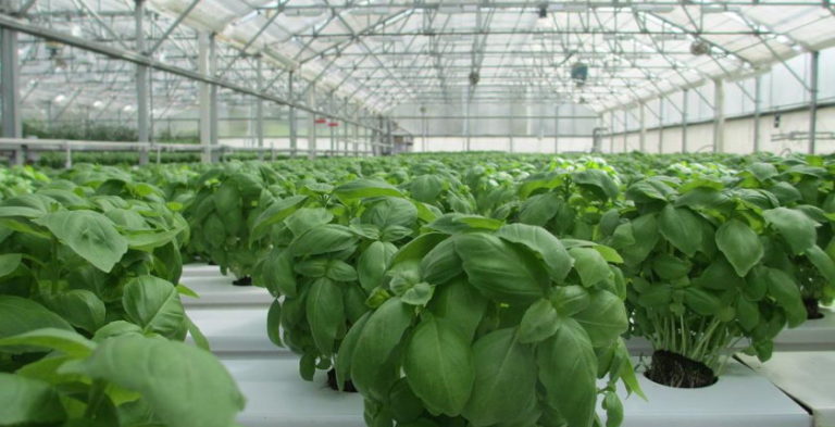 Turkey one third world geothermal greenhouses