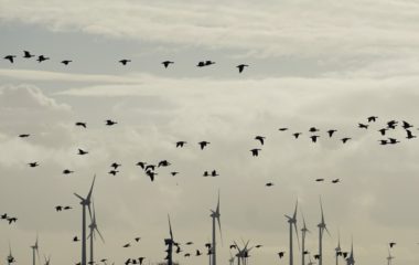 European wind farms auctions are increasingly using non-price criteria