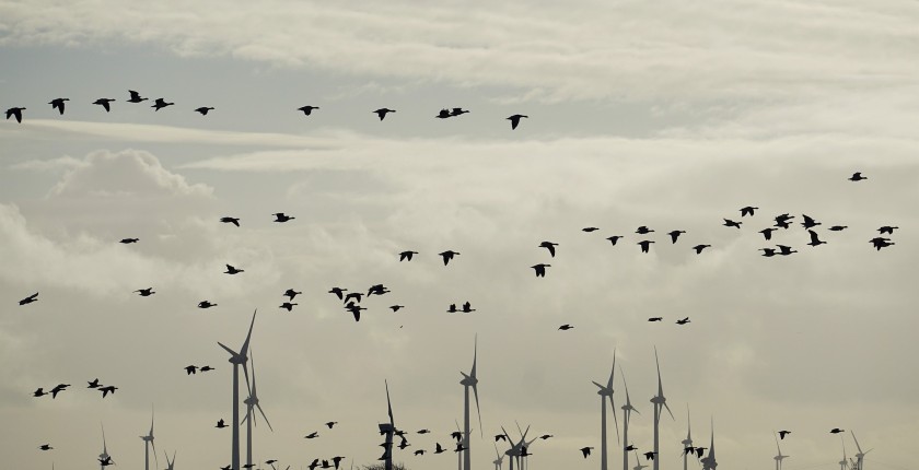 European wind farms auctions are increasingly using non-price criteria