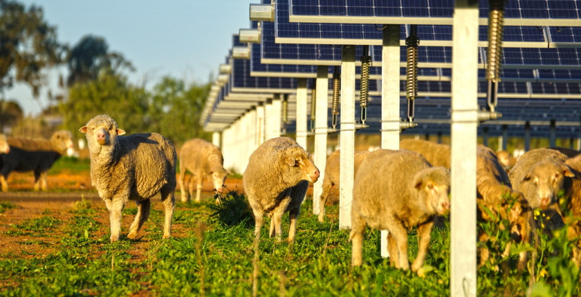 neoen agrisolar croatia