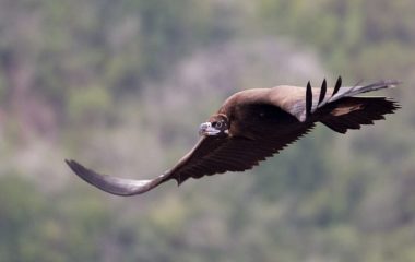 Endangered vultures more important than wind farm project in Greek mountains