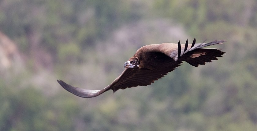 Endangered vultures more important than wind farm project in Greek mountains