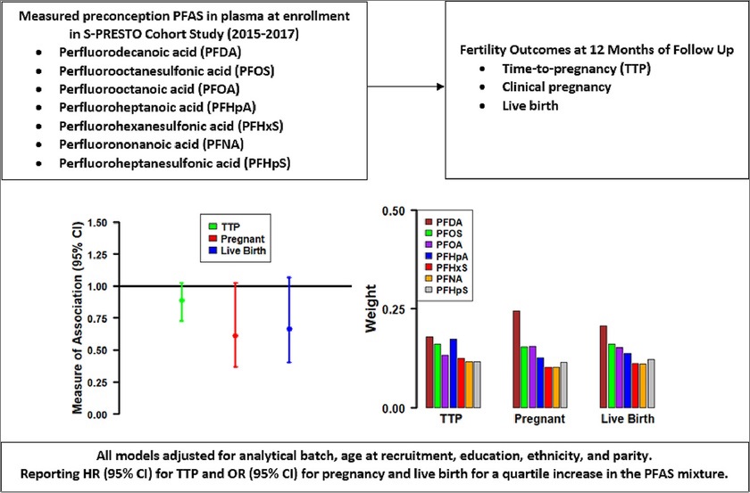 PFAS exposures are associated with decreased fertility in women, research