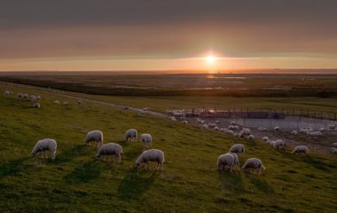 agrivoltaic-projectsheep-sun-solar