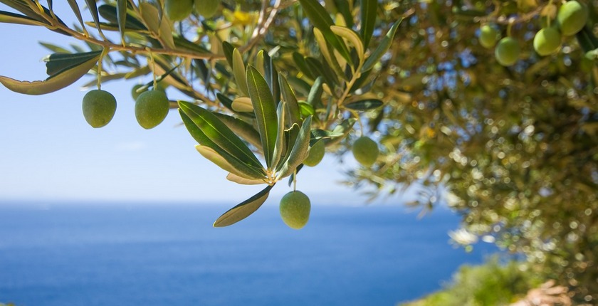olive-trees