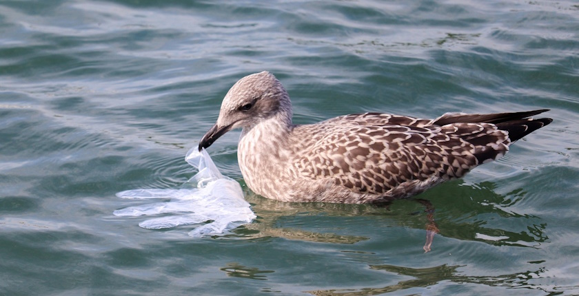 bird-eats-plastic