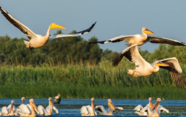 Hidroelectrica Danube Delta wind park angers environmentalists