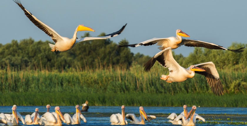 Hidroelectrica Danube Delta wind park angers environmentalists