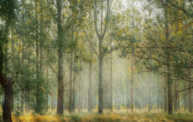 Greece to subsidize removal of excess biomass from forests in order to save them