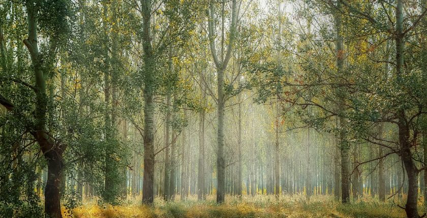 Greece to subsidize removal of excess biomass from forests in order to save them