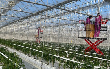 Yediyol Turkish geothermal-heated greenhouse firm Netherlands food exports