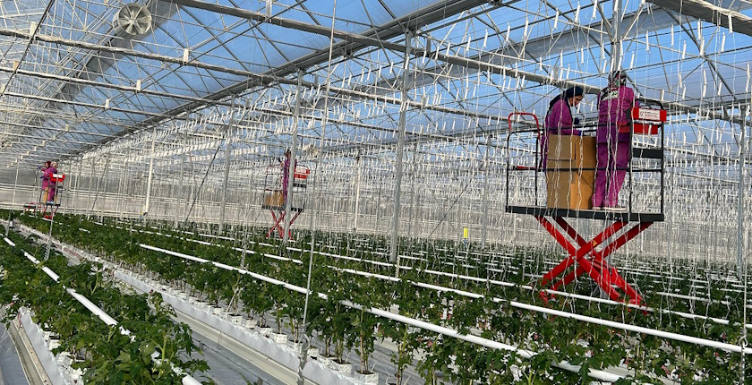 Yediyol Turkish geothermal-heated greenhouse firm Netherlands food exports