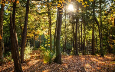 International Day of Forests-Forests and innovation new solutions for a better world