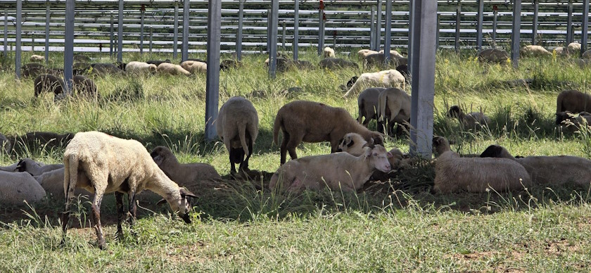 Turkish buys mature PV of 214 MW Romania Econergy