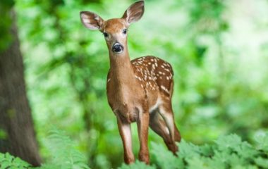 World Environment Day 2024 Our land, our future