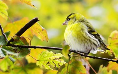 montenegro finally scraps bids for briska gora solar power project