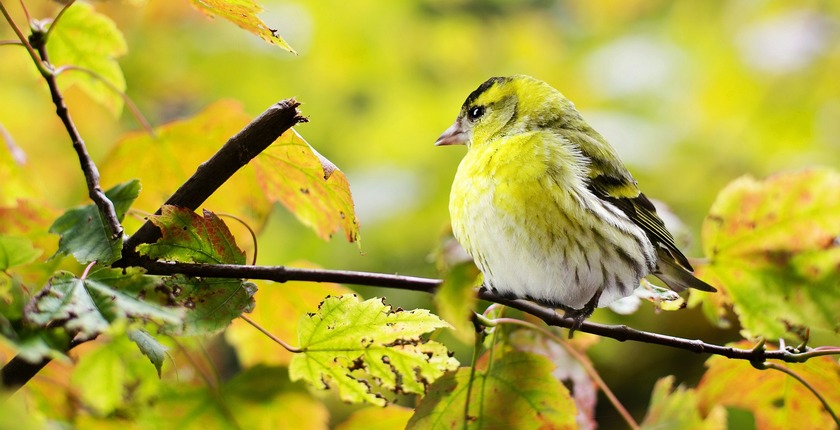 montenegro finally scraps bids for briska gora solar power project