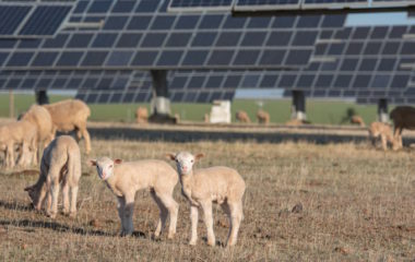 Romania drafts regulation agrisolar plants pastureland