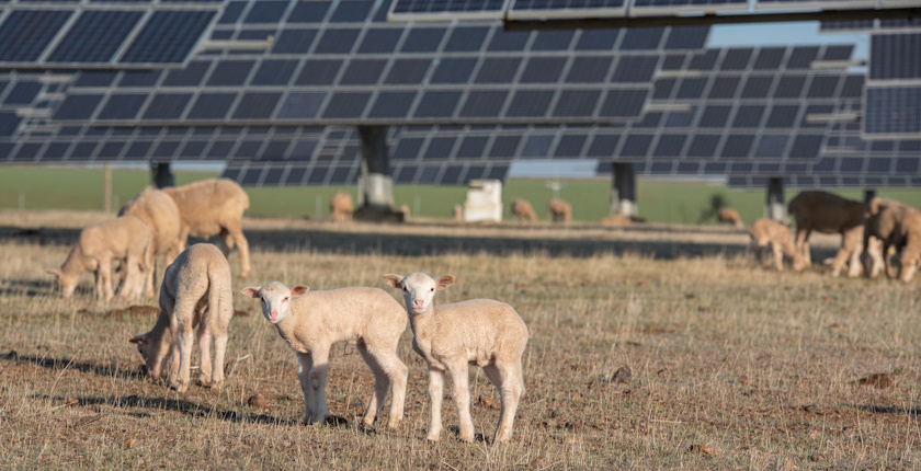 Romania drafts regulation agrisolar plants pastureland