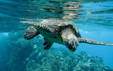 The damage from ocean plastic pollution could reach USD 731 billion by 2050