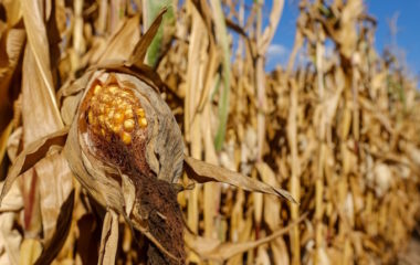 drought agriculture serbia